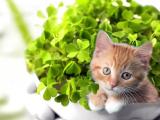慵懒小猫