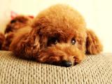 贵宾犬