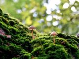 苔藓与蘑菇