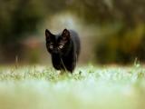小黑猫