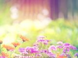 山花烂漫