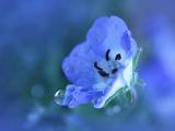淡紫花蕊