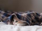 隐匿的猫咪