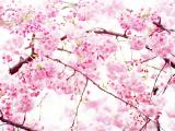 山花烂漫