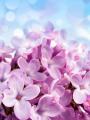 丁香花