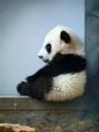 孤单小熊