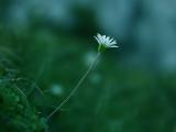 白色小花