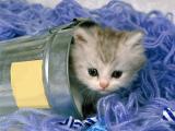 可怜小猫