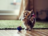 玩耍的猫咪