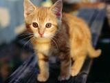 迷途小猫