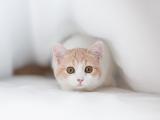 可爱小猫