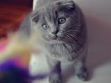 苏格兰折耳猫