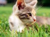 可爱猫咪