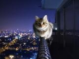 夜空中的小猫