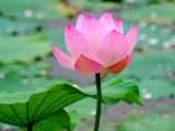 娇艳莲花