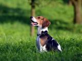 比格犬