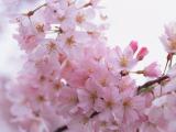 桃花烂漫