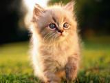 草丛中的猫咪