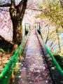 花香盈路