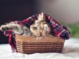 篮子里的猫