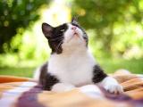 仰望的猫