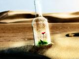 漂流瓶之花