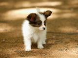 蝴蝶犬