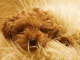贵宾犬