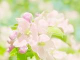 繁花似锦