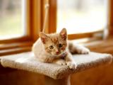 小猫