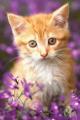 花丛小猫