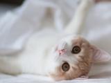 调皮的猫
