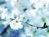 雪白梨花