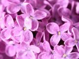 丁香花