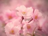 绽放的花朵