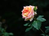 月季花