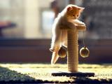 小猫