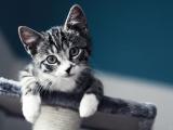可爱虎斑猫