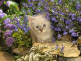 花丛小猫