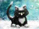 冰雪里的猫咪