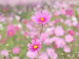 波斯菊