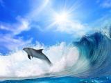 海豚