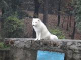 白狐狸