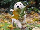 金毛猎犬
