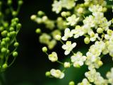 清新花卉