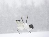 雪中鹤