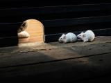 猫和老鼠