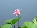 莲花
