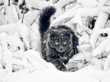 雪地中的猫咪