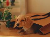 腊肠犬